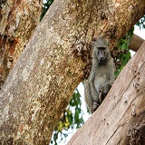 2 Days Tanzania sharing safari to Tarangire National Park & Ngorongoro Crater