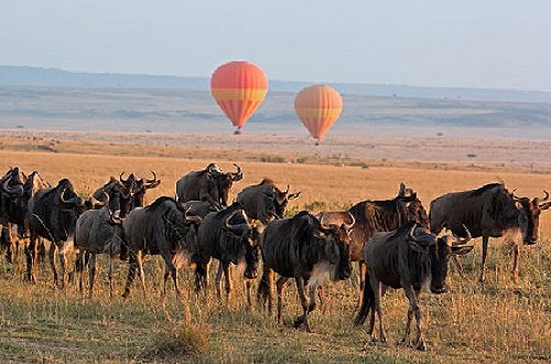 https://walmarttours.com/wp-content/uploads/2023/07/1-Day-safari-in-serengeti-from-mwanza.jpg