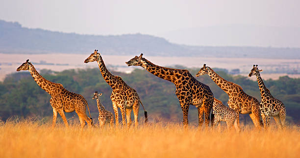 https://walmarttours.com/wp-content/uploads/2023/07/Best-1-day-safari-to-Lake-Manyara-national-park..jpg