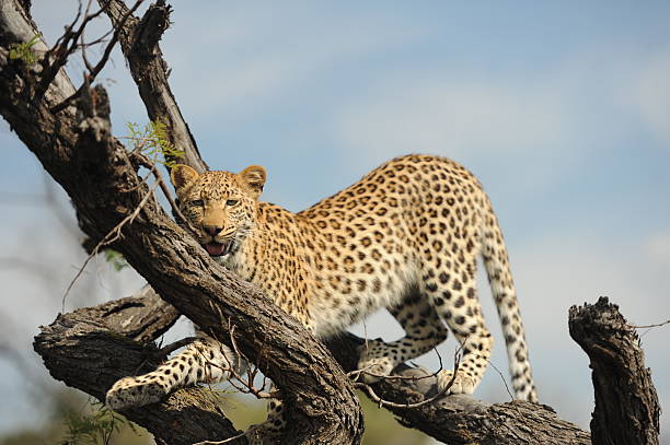 Best 1-day safari to Lake Manyara national park.