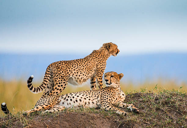 1-day Serengeti safari from Mwanza