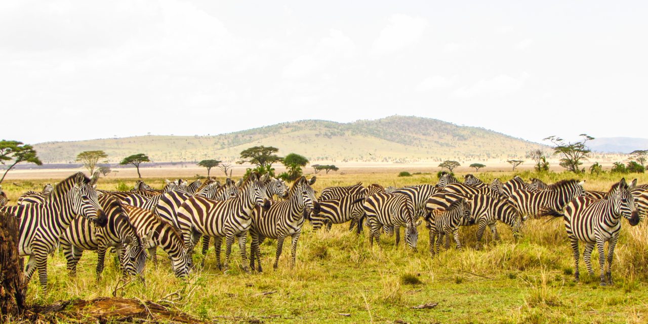 https://walmarttours.com/wp-content/uploads/2023/08/7-day-serengeti-safari-1-1280x640.jpg