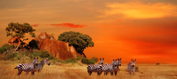 https://walmarttours.com/wp-content/uploads/2023/08/best-10-day-serengeti-safari.jpg