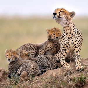 https://walmarttours.com/wp-content/uploads/2023/08/best-9-day-serengeti-safari.jpg